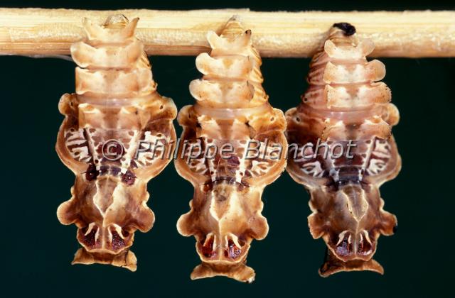 pachliopta chrysalides.JPG - Pachliopta kotzebuea (Chrysalides)Common rose chrysalisLepidoptera, PapilionidaeOrigine : PhilippinesSerre à papillons, France